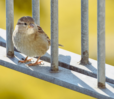 Confio en el vostre amor