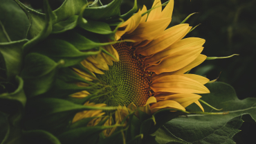 girasol