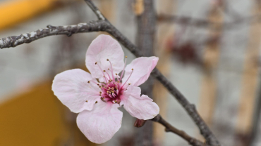 Quaresma - Segon diumenge