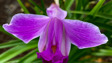 Quaresma - Quart diumenge