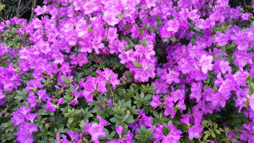 Temps Ordinari - Quart diumenge