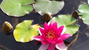 Advent - Primer diumenge