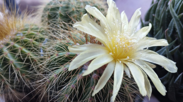 ... llavors vindrà la pau!