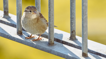 Confio en el vostre amor