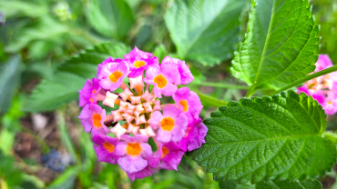 flor rosa