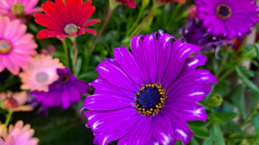 flor morada