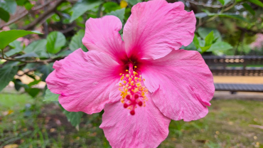 flor rosa