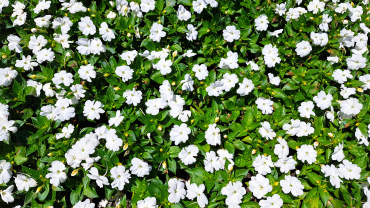 flors petites