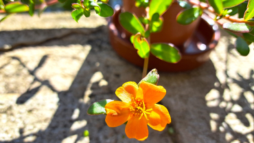 floreta groga