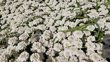 Flors blanques