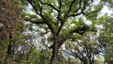 arbre del bosc