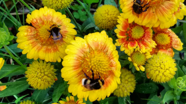 flors i abelles