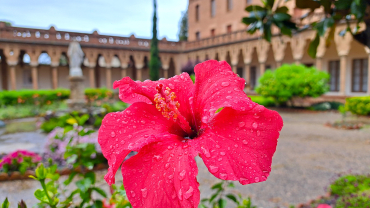flor vermella