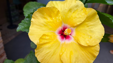 flor groga