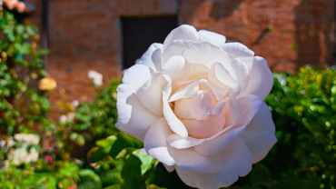 rosa blanca