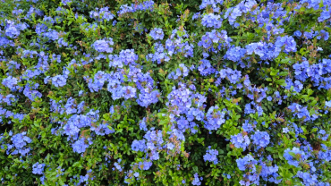 Flors blaves