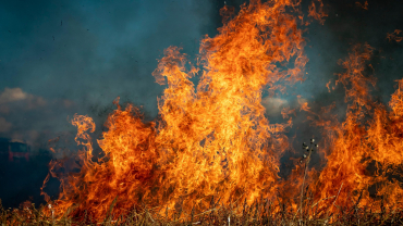 foc