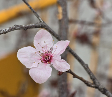 Quaresma - Segon diumenge