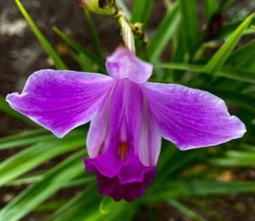 Quaresma - Quart diumenge