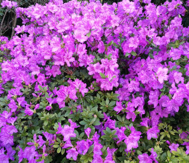 Temps Ordinari - Quart diumenge