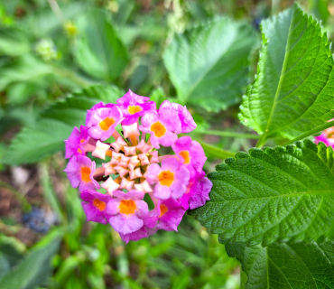 flor rosa