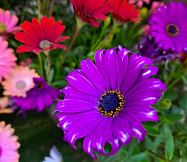flor morada