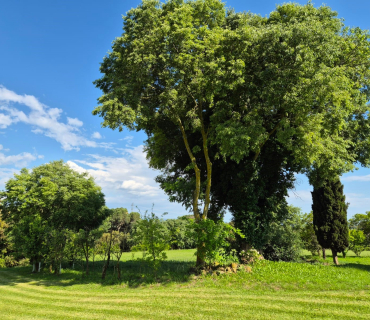 arbres