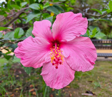 flor rosa