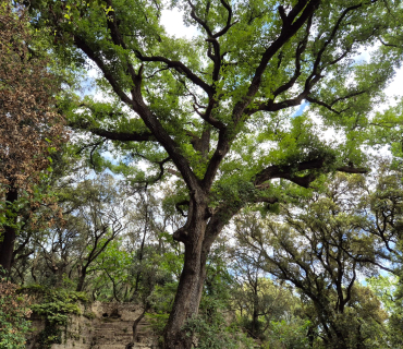 arbre del bosc