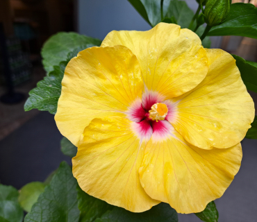 flor groga