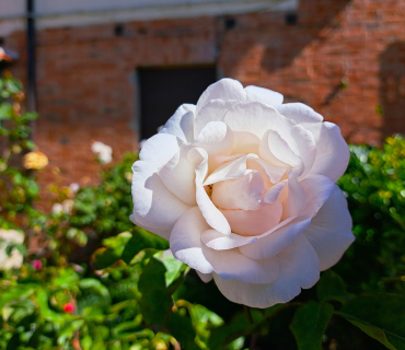 rosa blanca